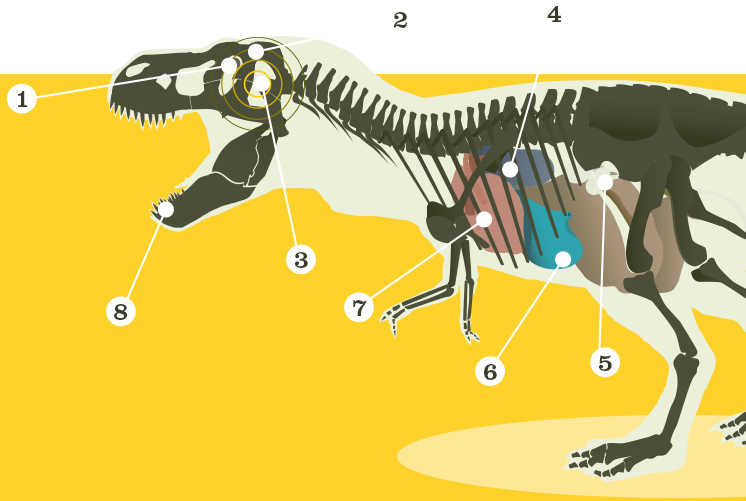 12 Cm = Grapefruit - Illustration (746x501), Png Download