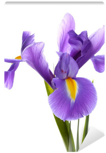 Purple Iris Flower, Isolated On White Wall Mural • - Weleda Iris Hydrating Facial Lotion (400x400), Png Download