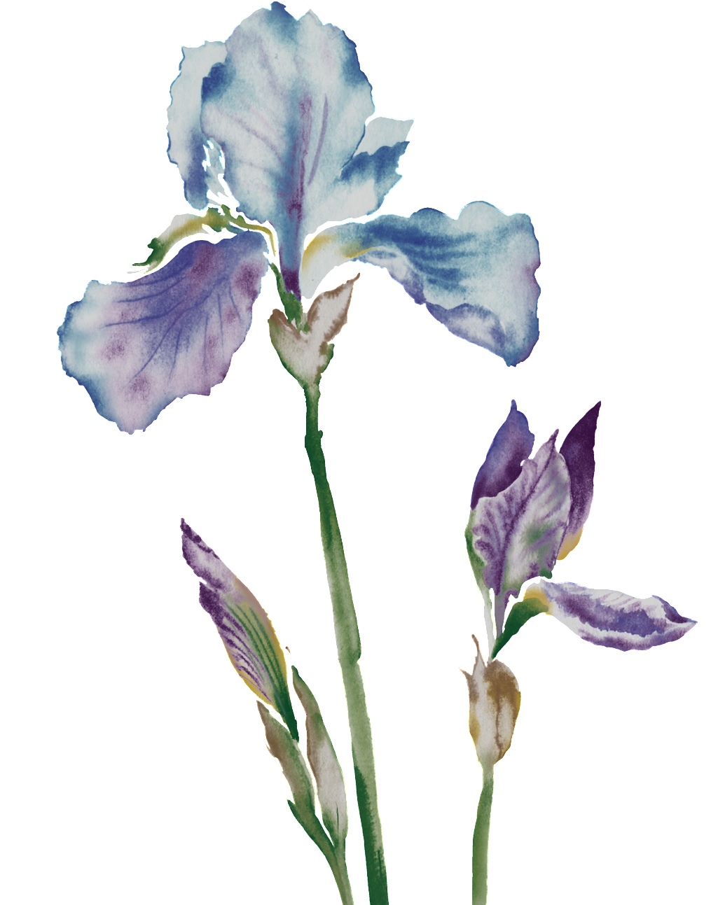 Beautiful Painted Purple Blue Flower Elements - 薰衣草 花紋 (1024x1430), Png Download