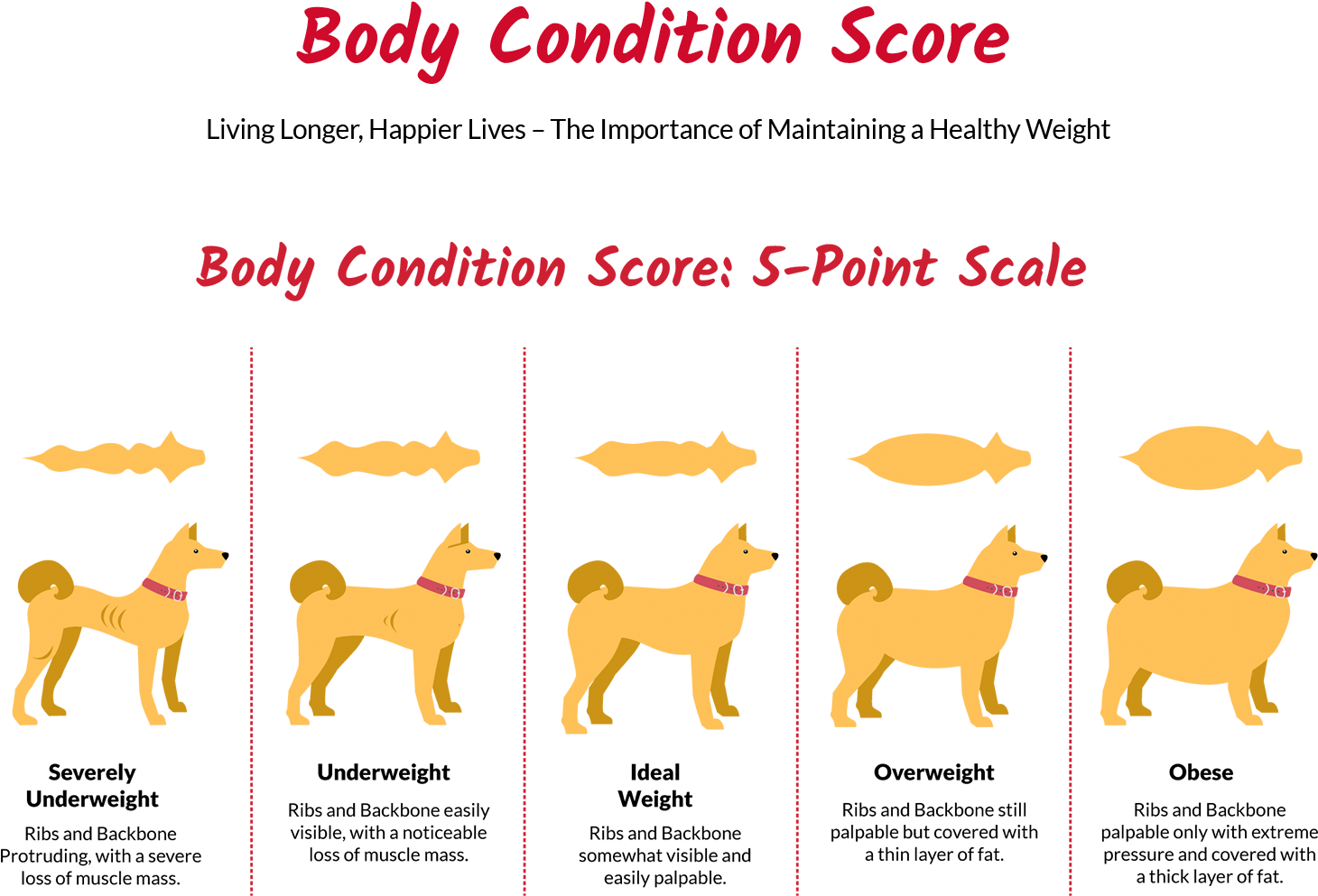 Underdog Web Get Started2 - Companion Dog (1920x1132), Png Download