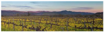 Napa Valley Wine Country Panorama At Sunset In Winter - Field (400x400), Png Download