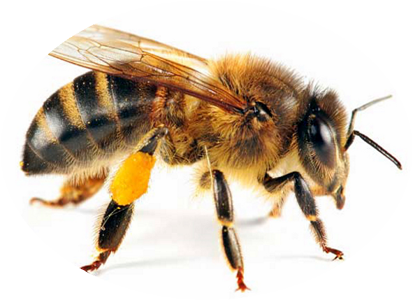 La Importancia De La Miel De Abeja - Honey Bee (591x429), Png Download