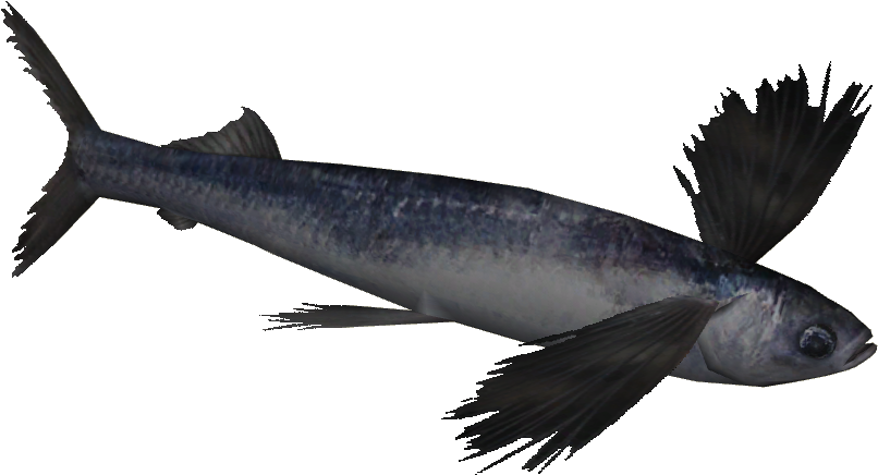 Flying Fish (805x805), Png Download