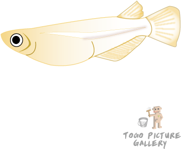 Japanese Rice Fish - Sand Eel (384x326), Png Download