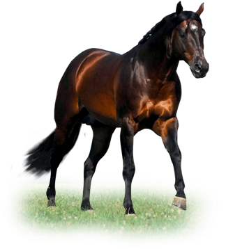 Gota Lota Potential - Horse (350x398), Png Download