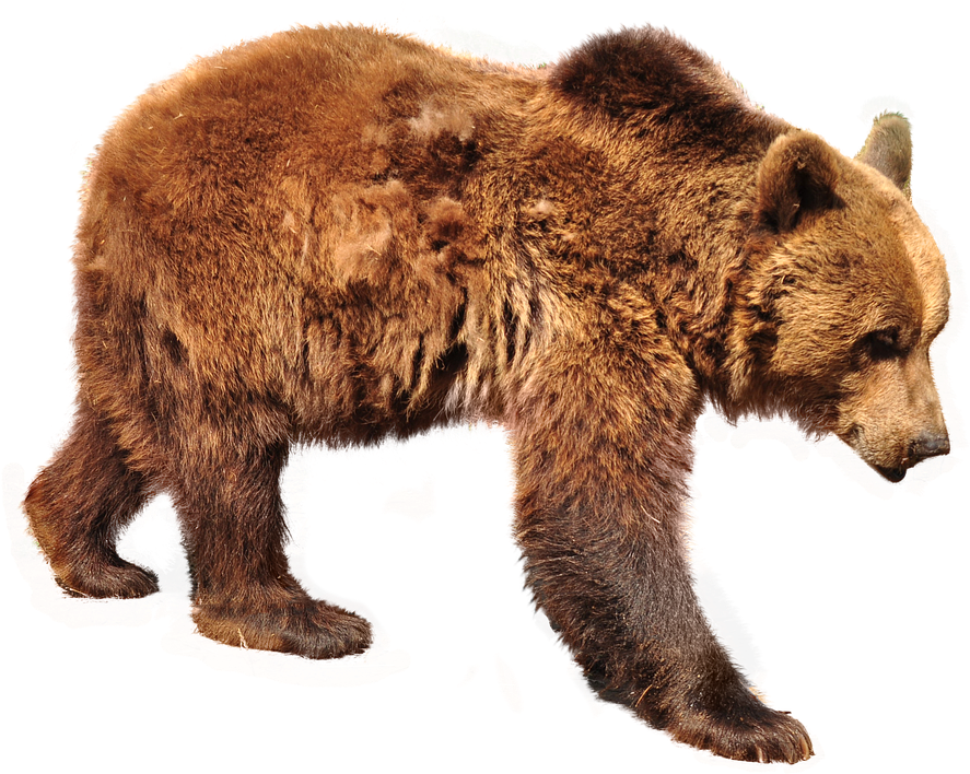 Bear, Brown Bear, Isolated, Nature, Animals, Forest - Bear (948x720), Png Download