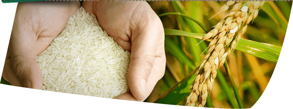 Welcome To Narmada Basmati Rice - Company (1002x373), Png Download