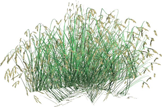 Rice - Arrowgrass Family (626x626), Png Download