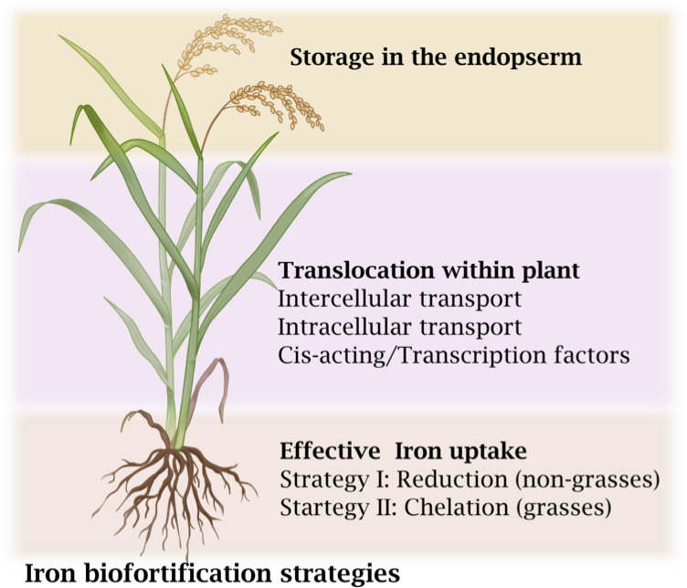 Main Content - Fiber Crop (760x667), Png Download