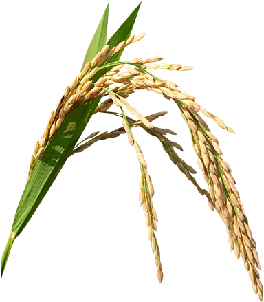 One-straw Education - November 1 Kerala Piravi (455x445), Png Download