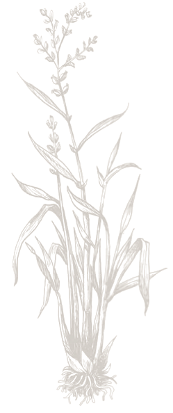 Mata De Arroz Animada (281x610), Png Download