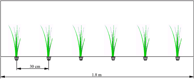 Specification Of Rice Cultivation - Grass (902x267), Png Download