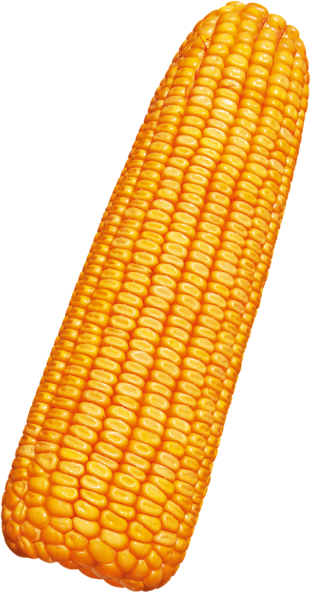 Bright Corn - 玉米 (1024x1229), Png Download