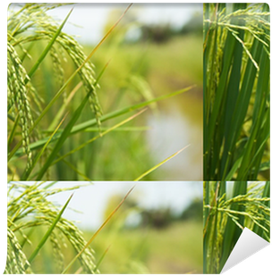 Rice (400x400), Png Download