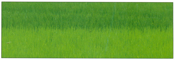 Rice Nitro5 - Grass (585x388), Png Download