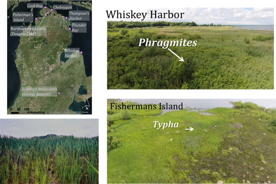 Typha X Glauca Invading Sedge-rush Marsh In Northern - Common Fig (550x368), Png Download