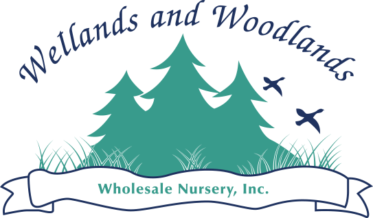 Wetlands And Woodlands - Wetlands & Woodlands Wholesale (543x318), Png Download