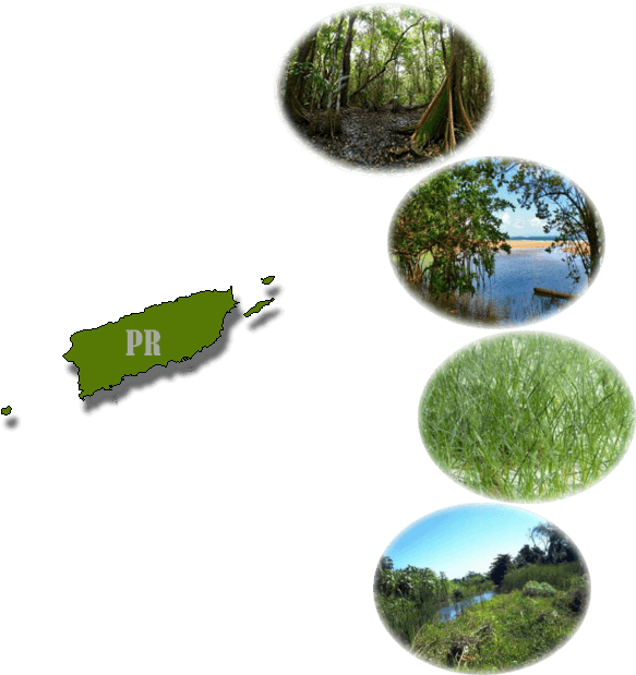 Caribbean Wetland Type - Wetland (900x746), Png Download