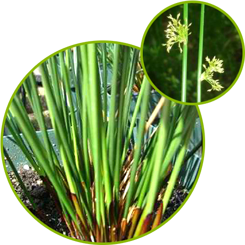 Medulla Junci Extract - Medulla Oblongata (500x500), Png Download