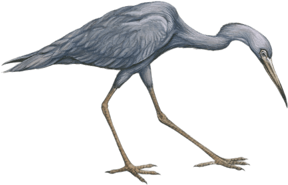 Little Blue Heron Drawing (600x389), Png Download