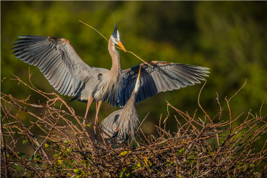 Great Blue Heron (1000x1000), Png Download