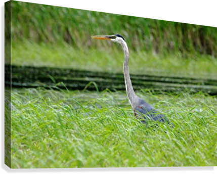 Great Blue Heron (429x344), Png Download