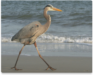 Blue Heron Stride Canvas Print - Canvas Print (500x500), Png Download