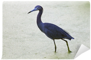 Ibis (400x400), Png Download