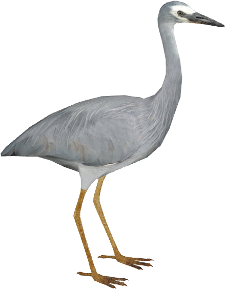 White-faced Heron - Heron (575x575), Png Download
