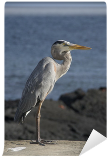 Great Blue Heron (400x400), Png Download
