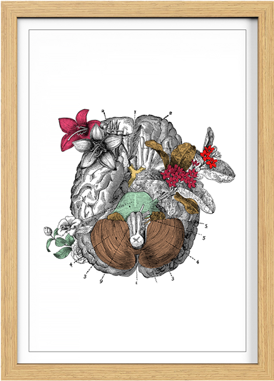 Cuadro Cerebro Blanco - Painting (800x600), Png Download