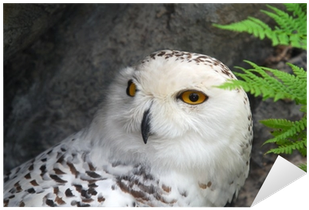 Snowy Owl (400x400), Png Download