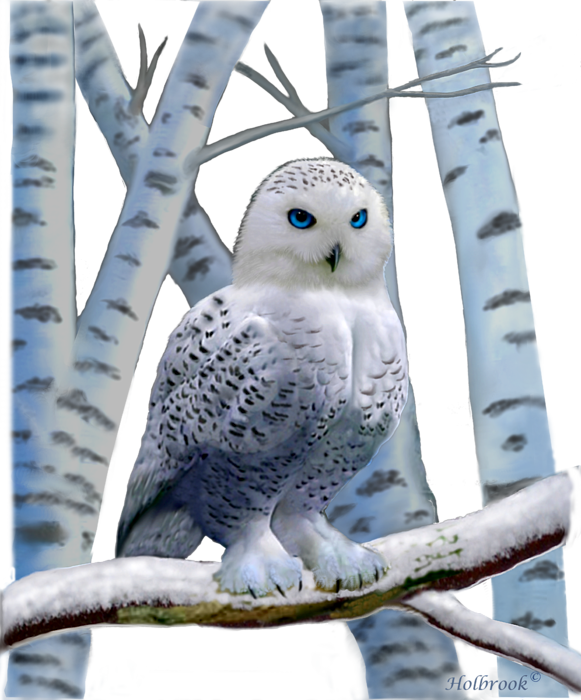 Click And Drag To Re-position The Image, If Desired - Blue-eyed Snow Owl Journal (581x700), Png Download