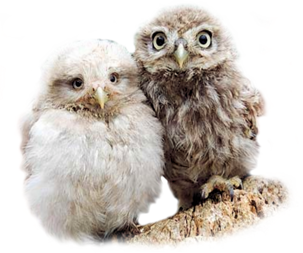 Hooters Owls (1186x1036), Png Download