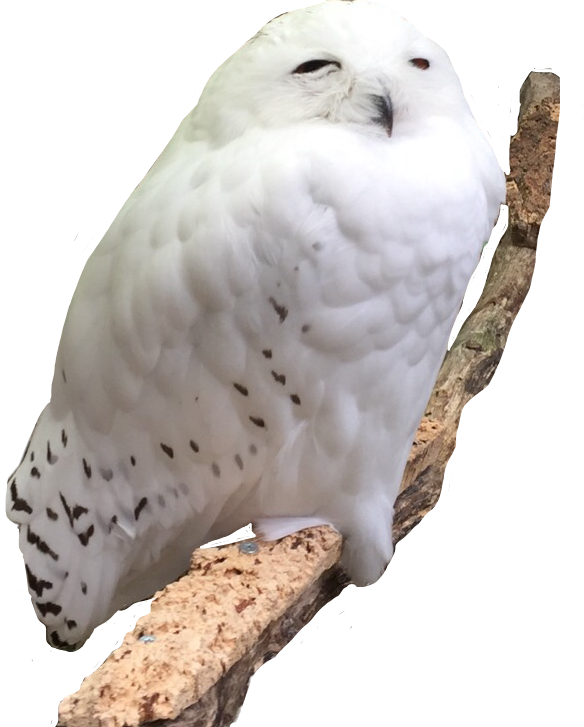 Report Abuse - Snowy Owl (584x727), Png Download