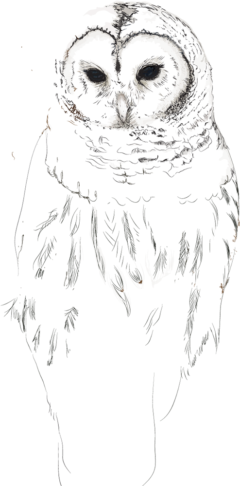 Snow Owl Theme - Sketch (600x1036), Png Download