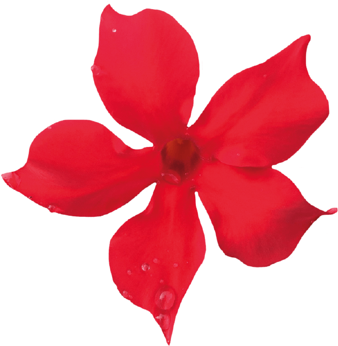 Sundaville Mini Scarlet - Unique Thanksgiving Door Decor (871x1111), Png Download