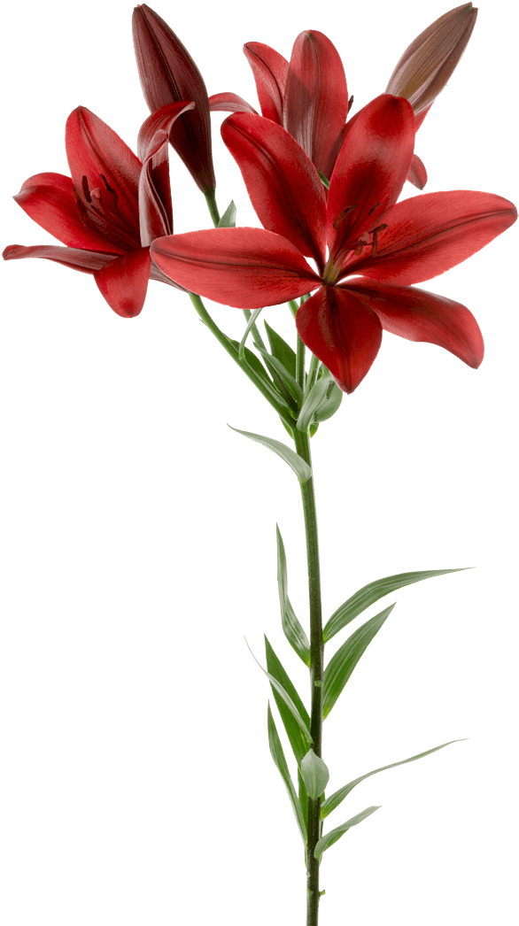 Lily (1100x1100), Png Download