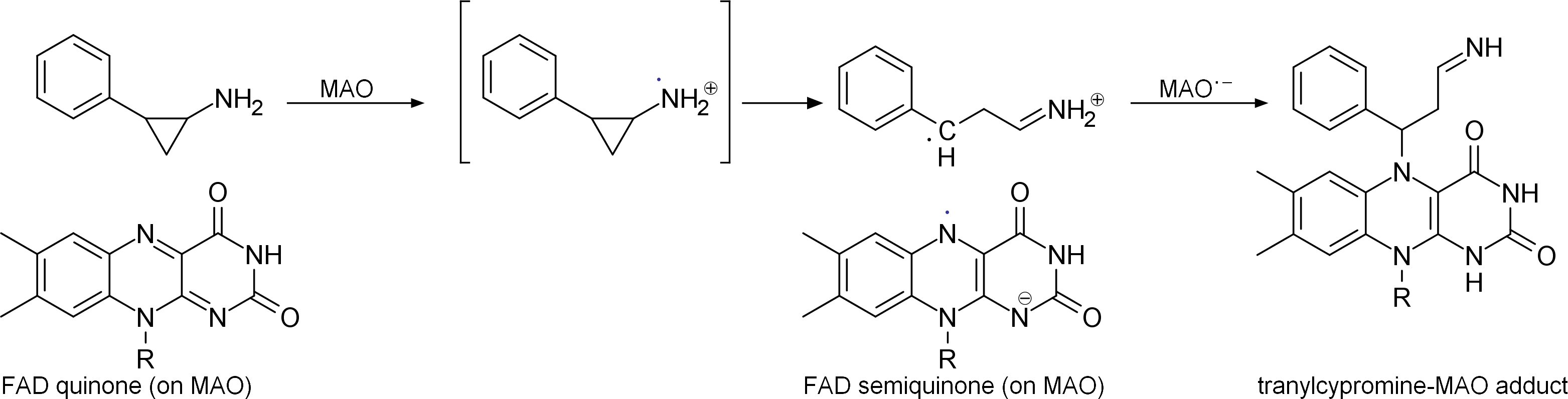 Tranylcypromine Mao Inhibiton - Molecule (3126x796), Png Download