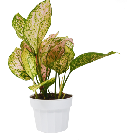 Chinese Evergreen Plants Will Thrive In Low To Bright, - Philippine Evergreen (480x458), Png Download