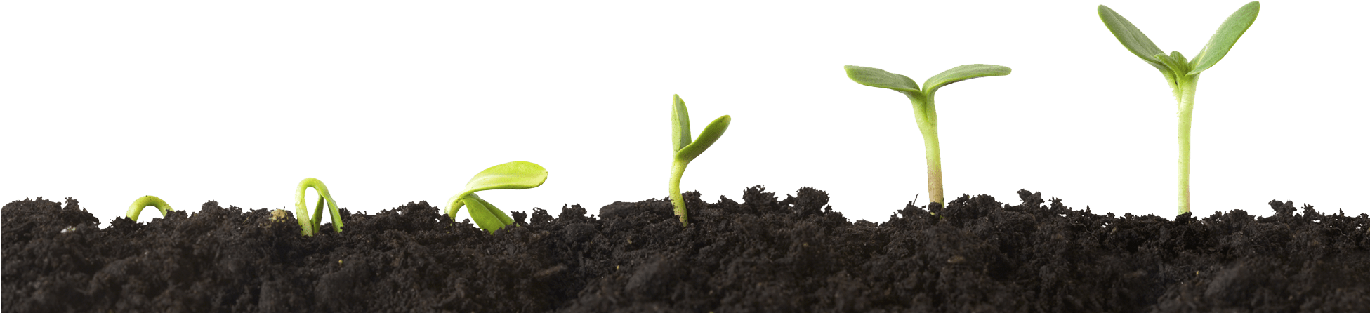 Cropped Plant Growing - Soil Poisoning (1950x500), Png Download