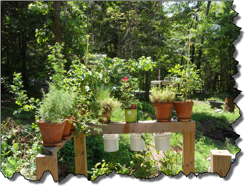 What You Can Grow Upside-down - Grow Plants In Garden (515x392), Png Download
