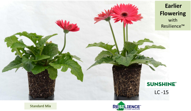 Resilience In Gerbera - Transvaal Daisy (618x361), Png Download