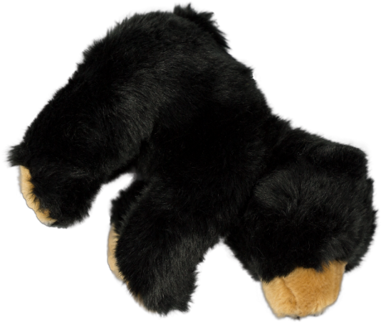 1 - Bear (800x533), Png Download