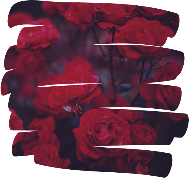 Rose Flower 꽃 Overlay Aesthetic Tumblr Red - Aesthetic Red Overlays Png (635x598), Png Download