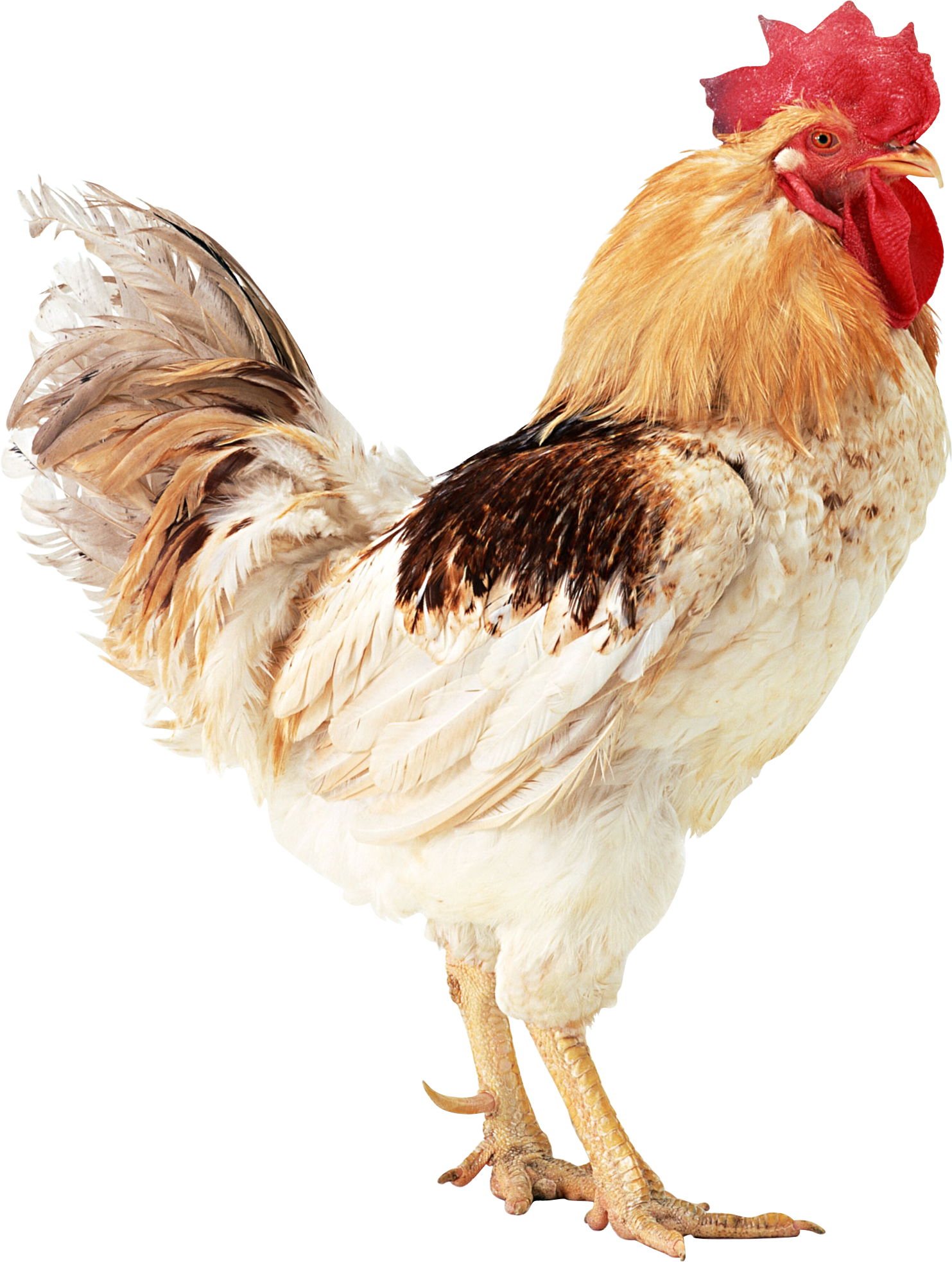 Cow Png Image - Bwogue Wooden Chicken Flexible Ladder,parrot Chicken (1483x1967), Png Download