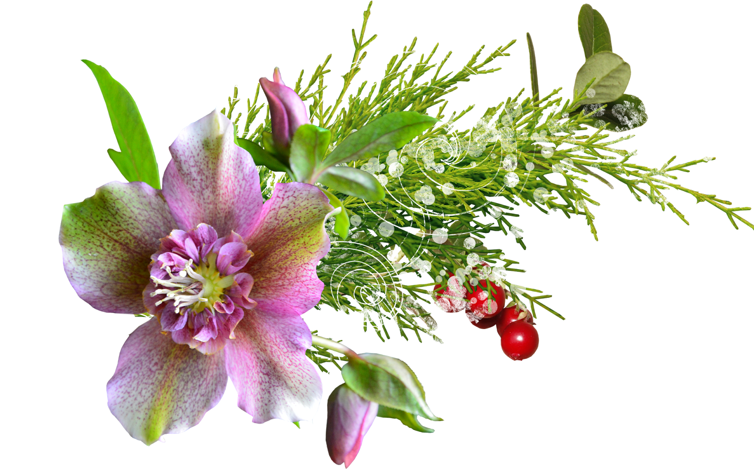 Flores Png, Buena Calidad, Resolucioon, Para Diseño - Portable Network Graphics (1600x1091), Png Download
