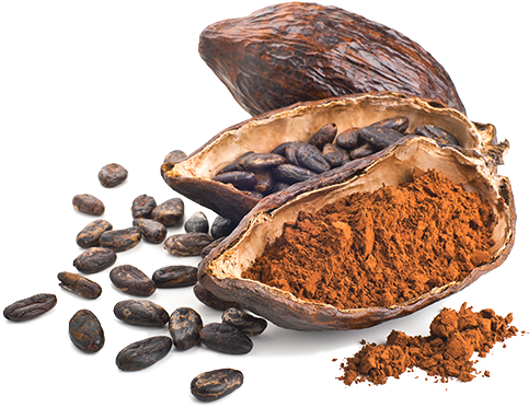 The Beans Are Processed To Create Cocoa Paste, Cocoa - Cocoa Bean Powder (616x421), Png Download