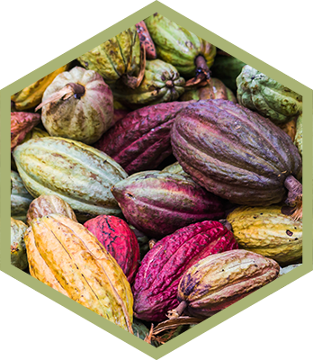 Organic Cacao - Fair Trade Cocoa Beans (348x400), Png Download