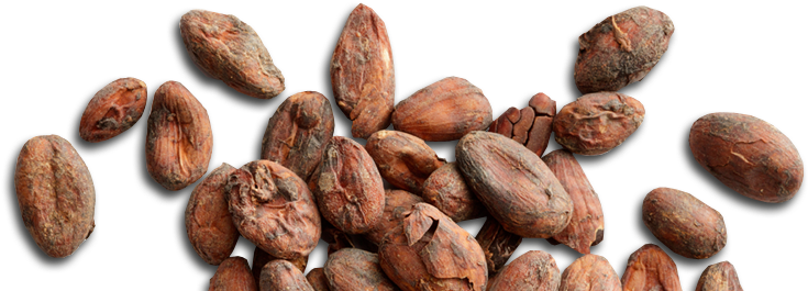 Making Darn Good Chocolate - Cocoa Bean (758x270), Png Download